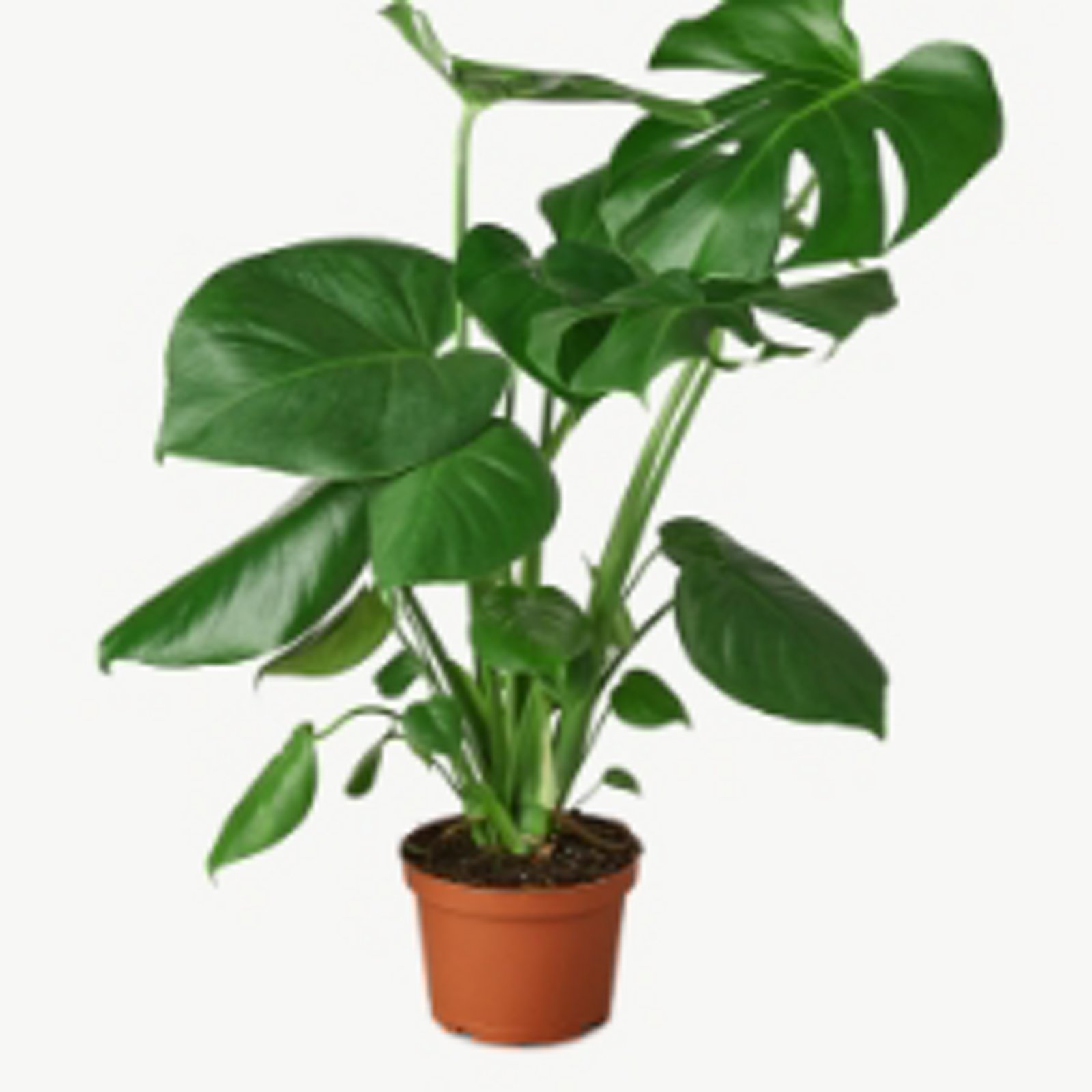 Live Plants